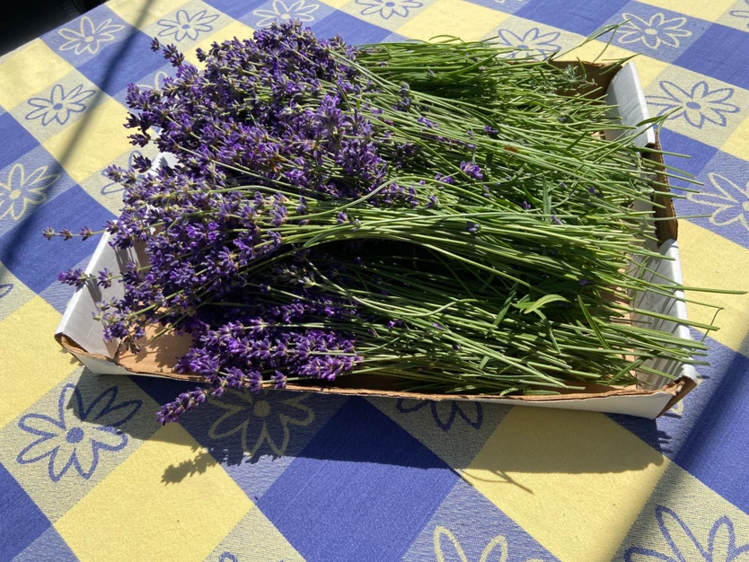 Bunches of fresh lavender picked on the same day you need it.