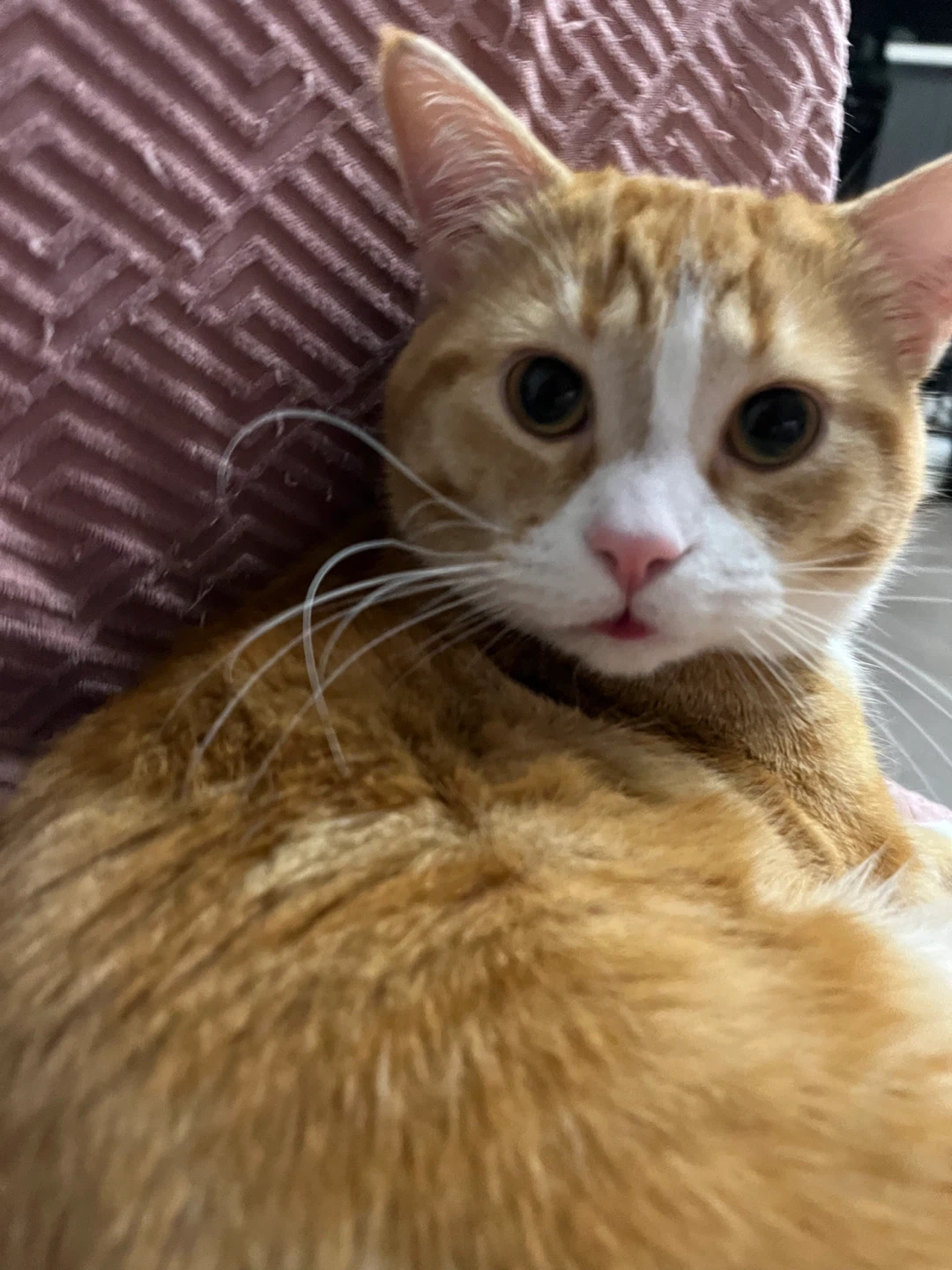Orange Tabby Cat