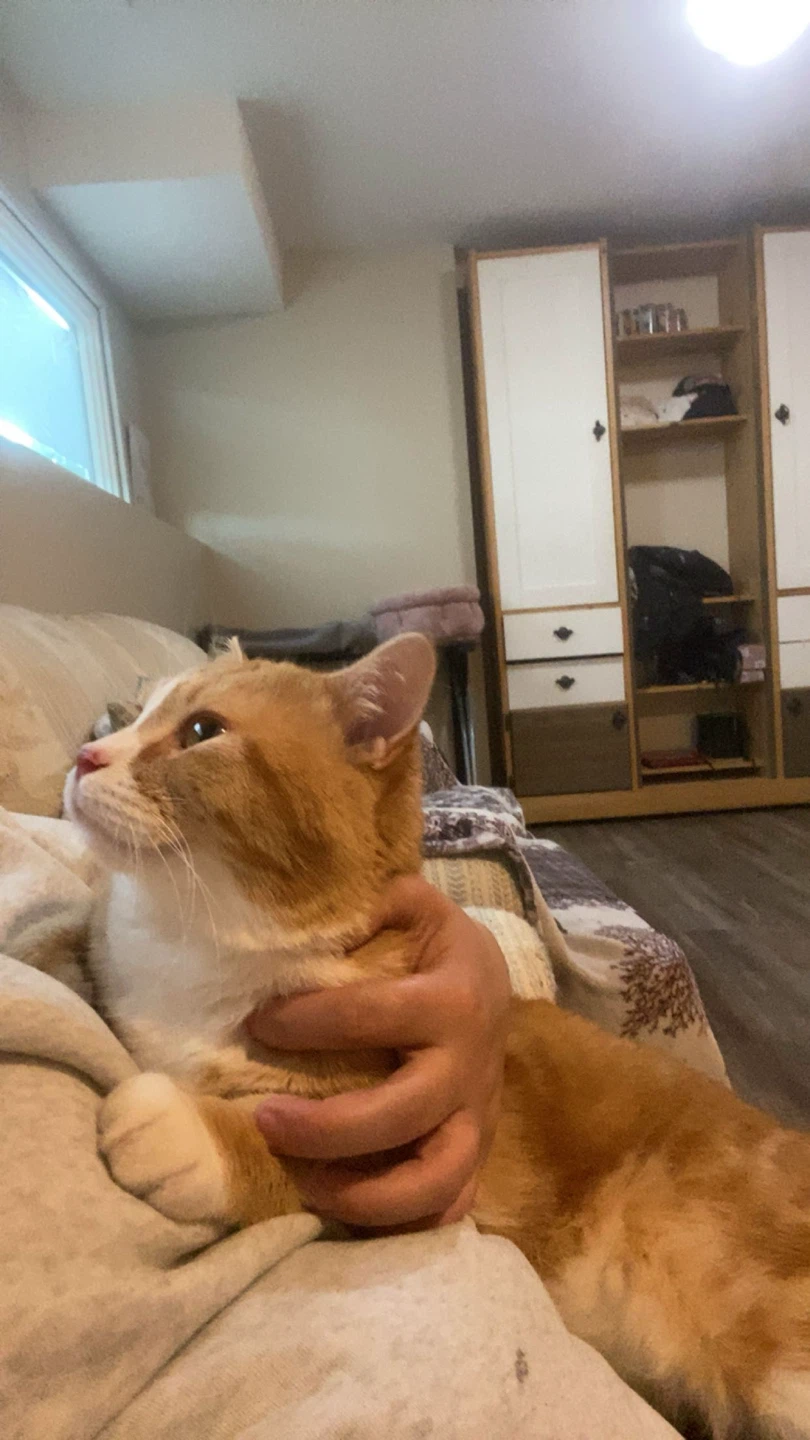 Orange Tabby Cat - photo 2