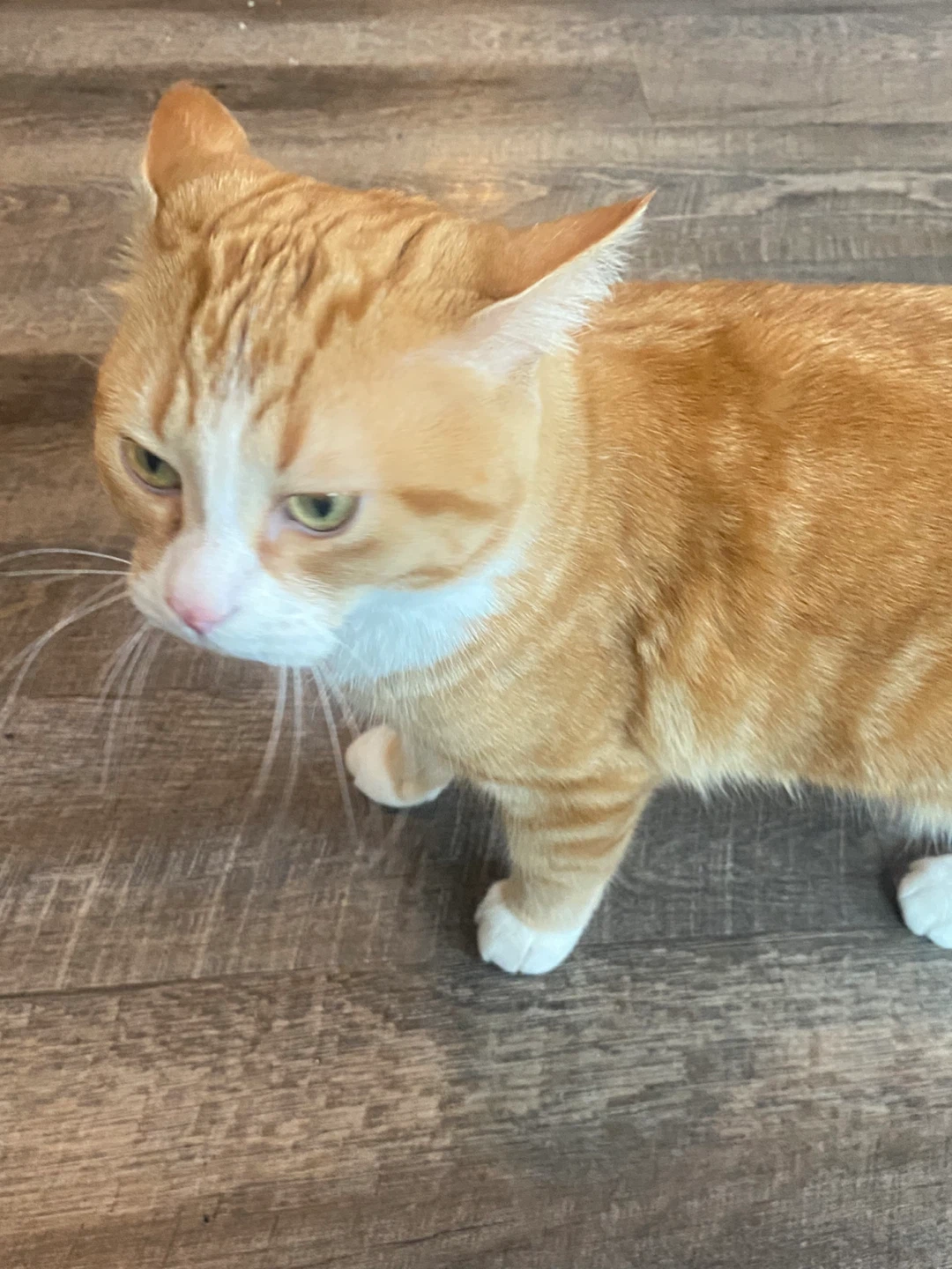 Orange Tabby Cat - photo 3