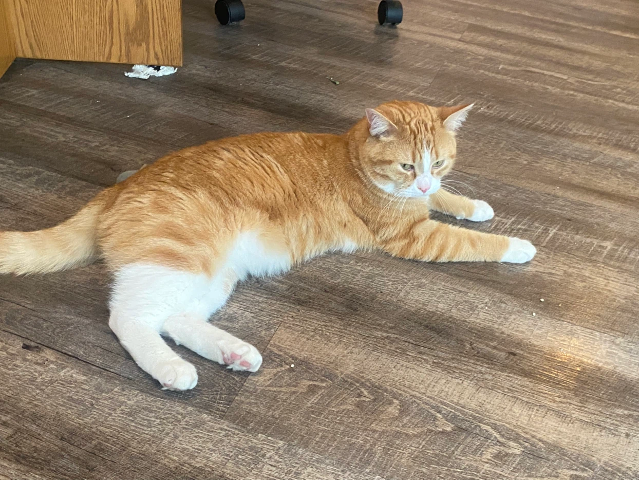 Orange Tabby Cat - photo 4