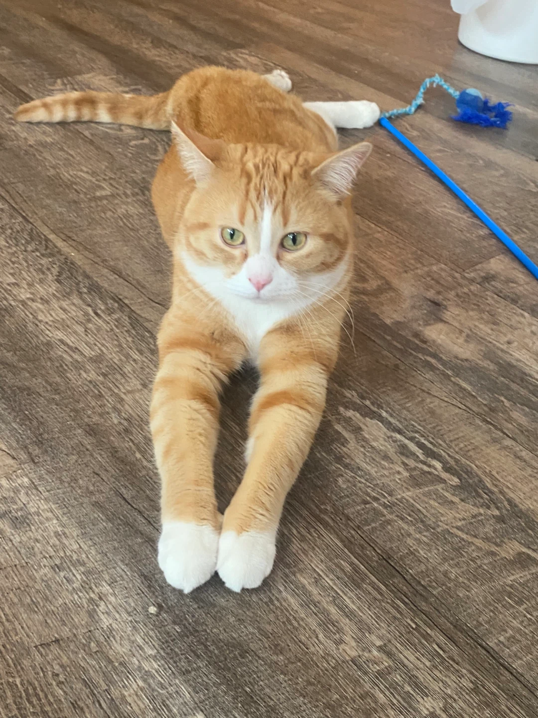 Orange Tabby Cat - photo 5