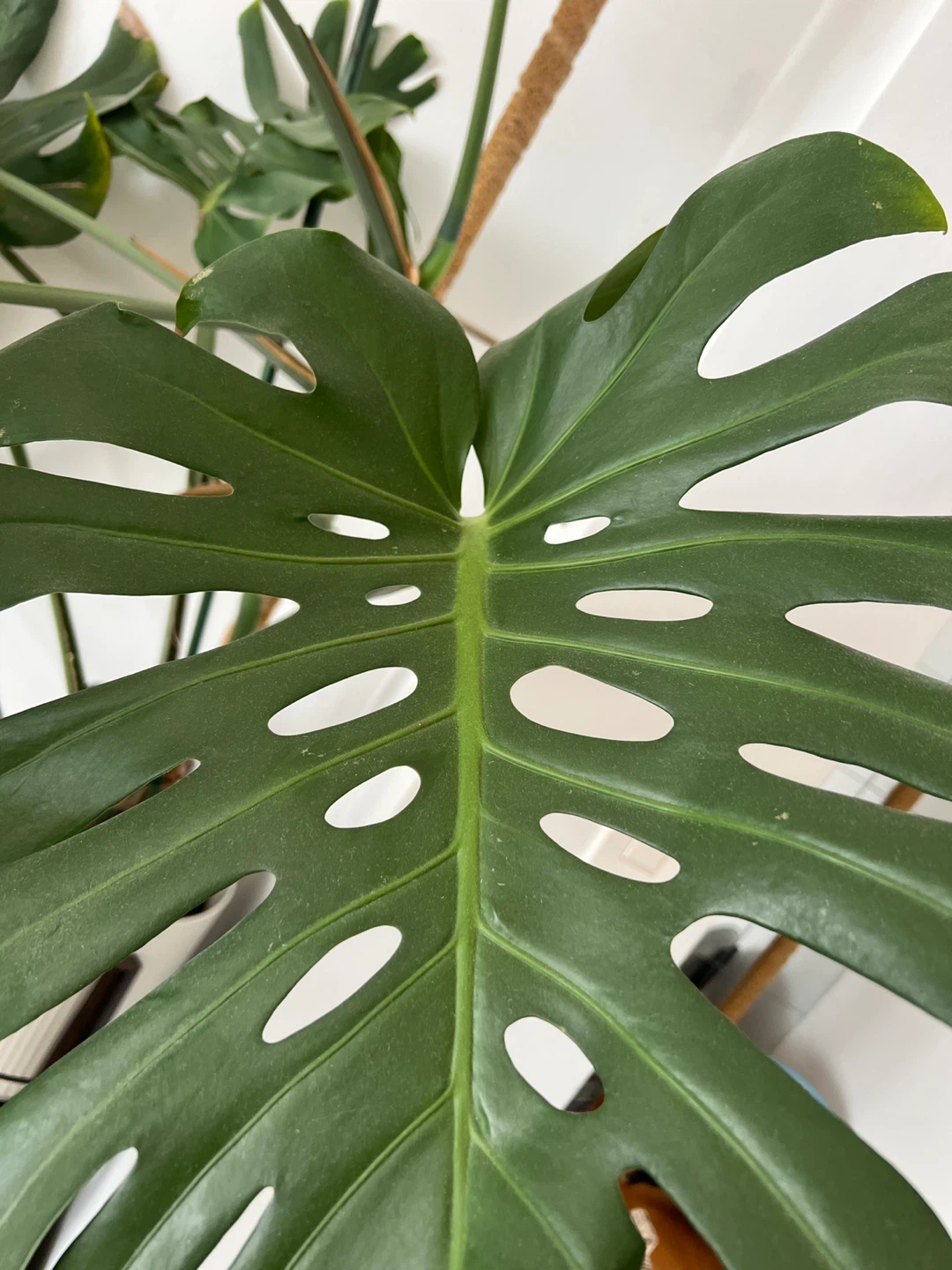 Huge Monstera Deliciosa Plant