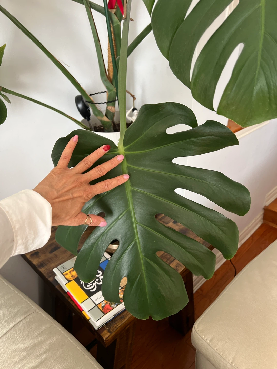 Huge Monstera Deliciosa Plant - photo 2