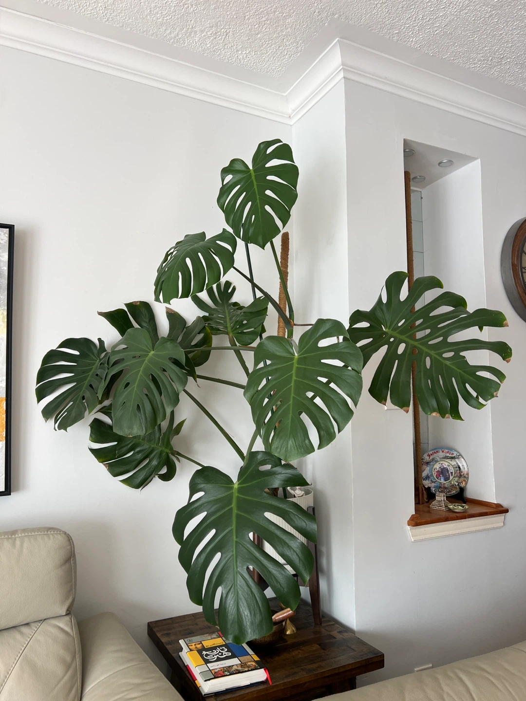 Huge Monstera Deliciosa Plant - photo 3