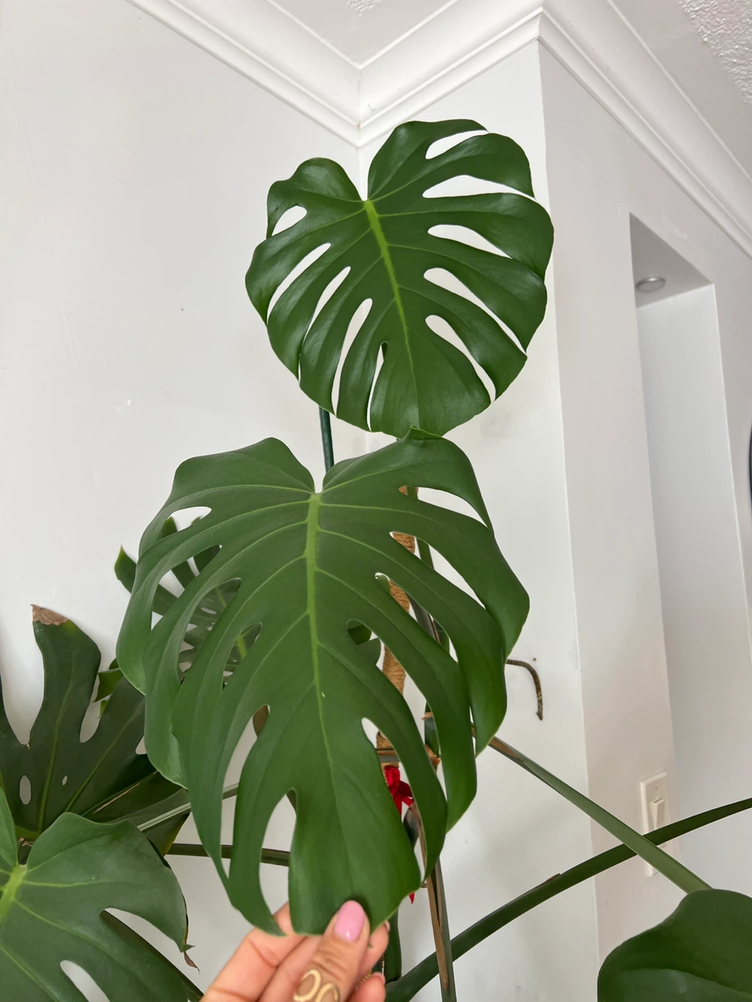 Huge Monstera Deliciosa Plant - photo 4