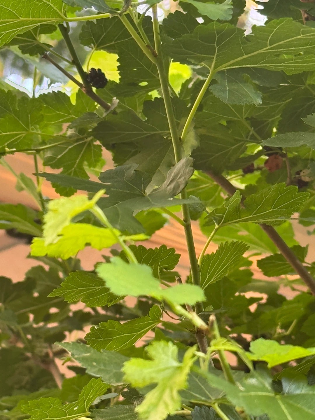 Mulberry Tree with Fruit