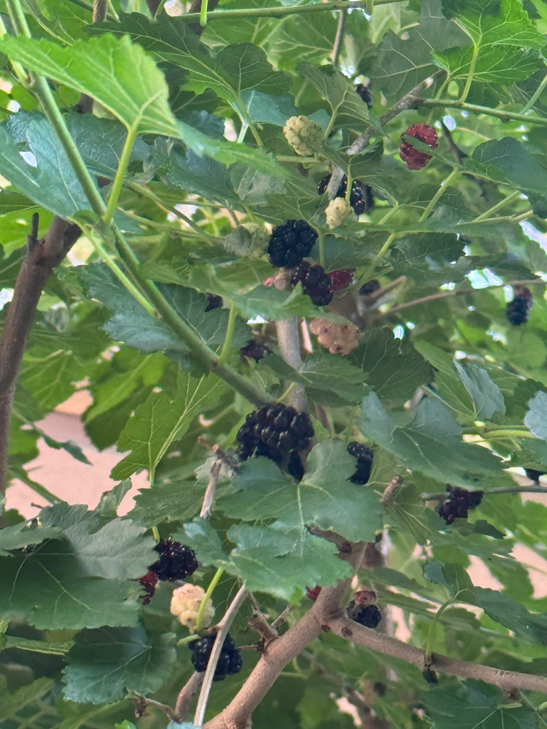 Mulberry Tree with Fruit - photo 2
