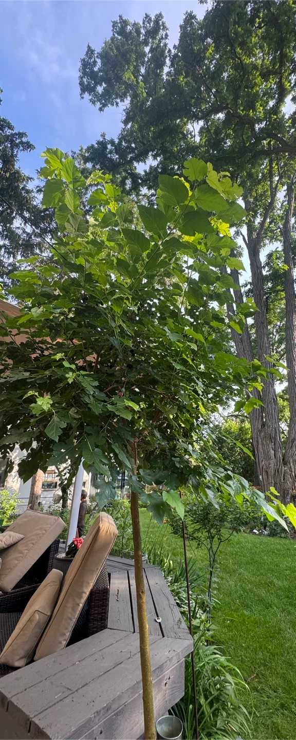 Mulberry Tree with Fruit - photo 4