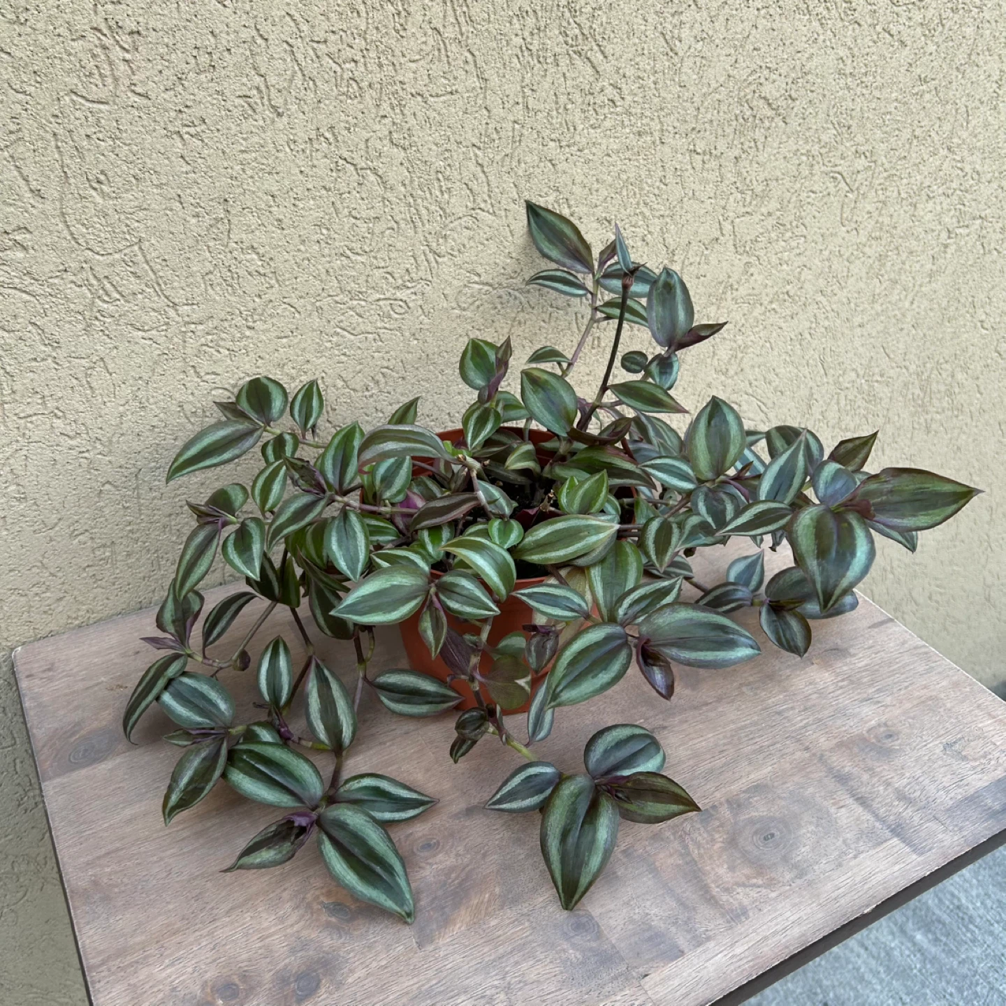 6” tradescantia plant - photo 2