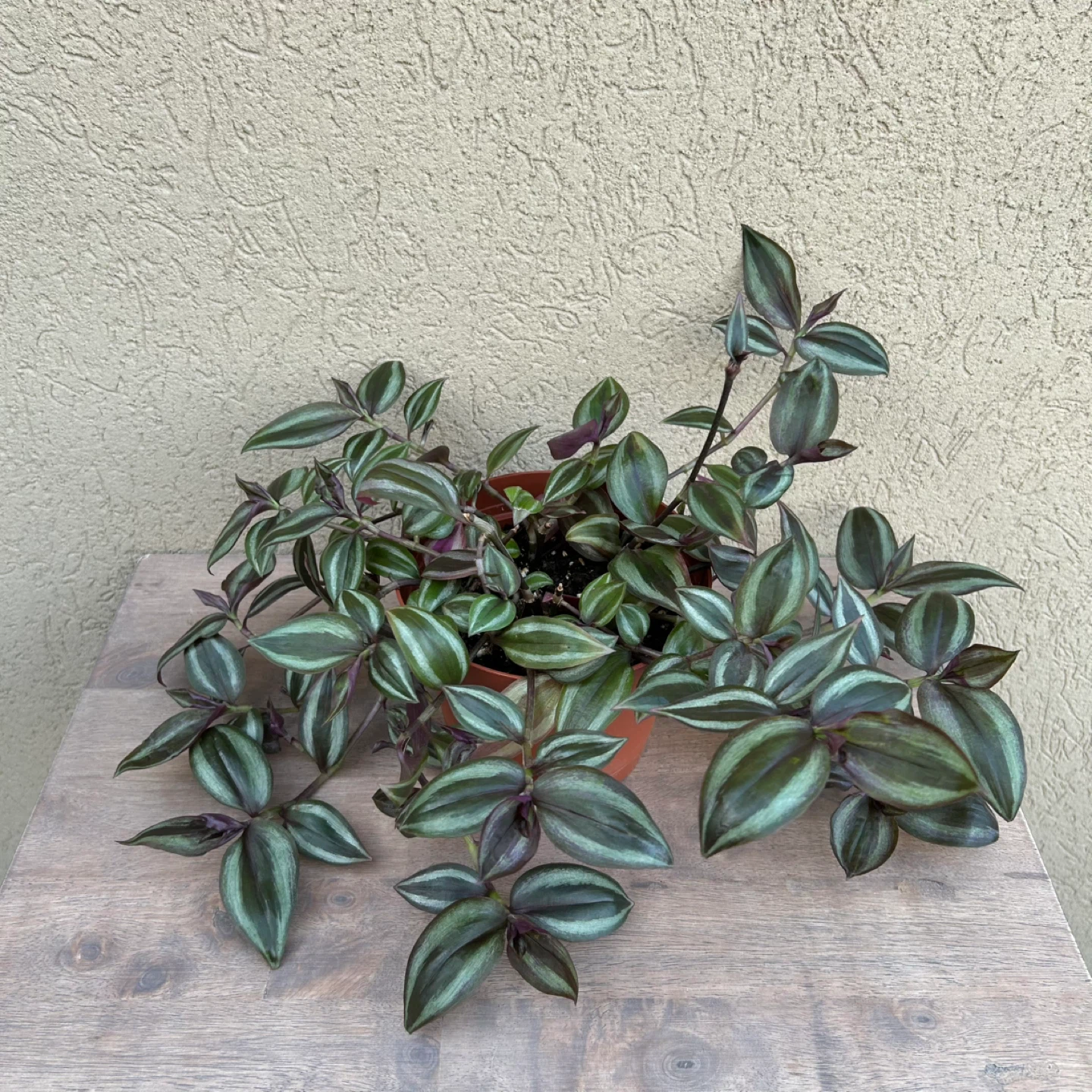 6” tradescantia plant