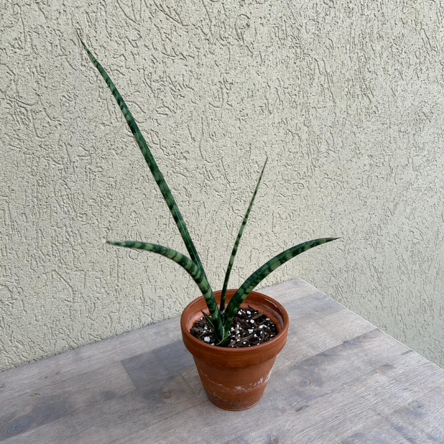 Fernwood snake plant - photo 2