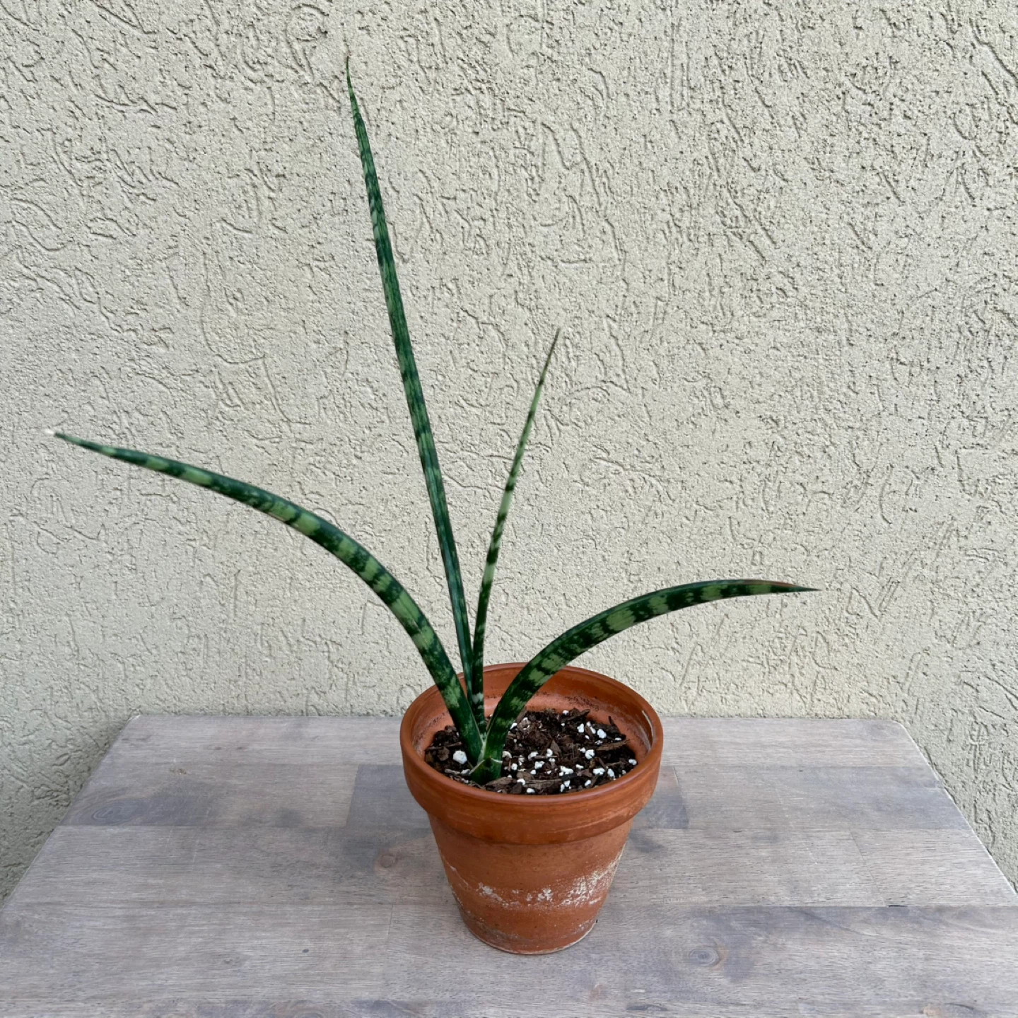 Fernwood snake plant
