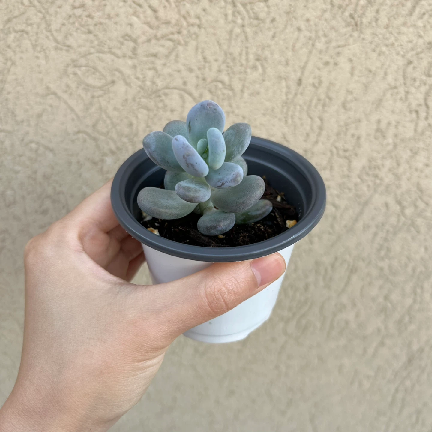 Moonstone succulent