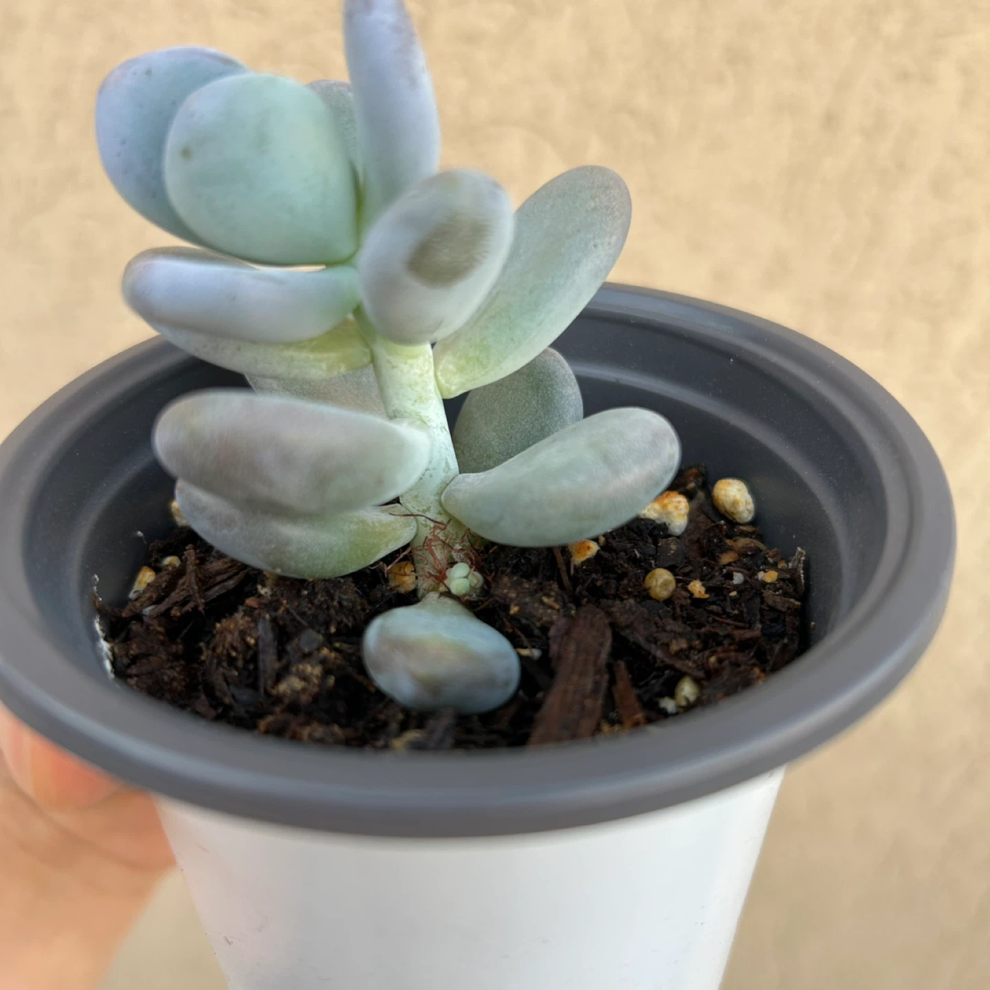 Moonstone succulent - photo 3