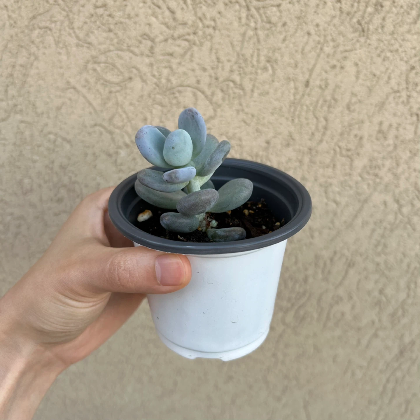 Moonstone succulent - photo 2