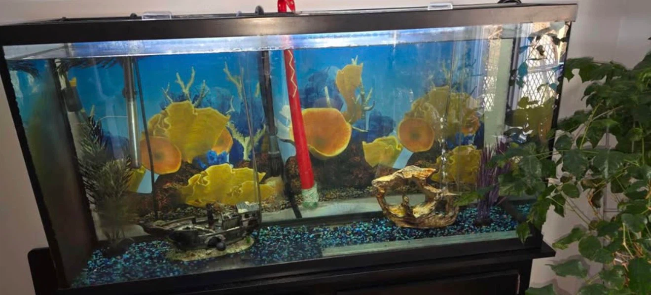 Fish tank