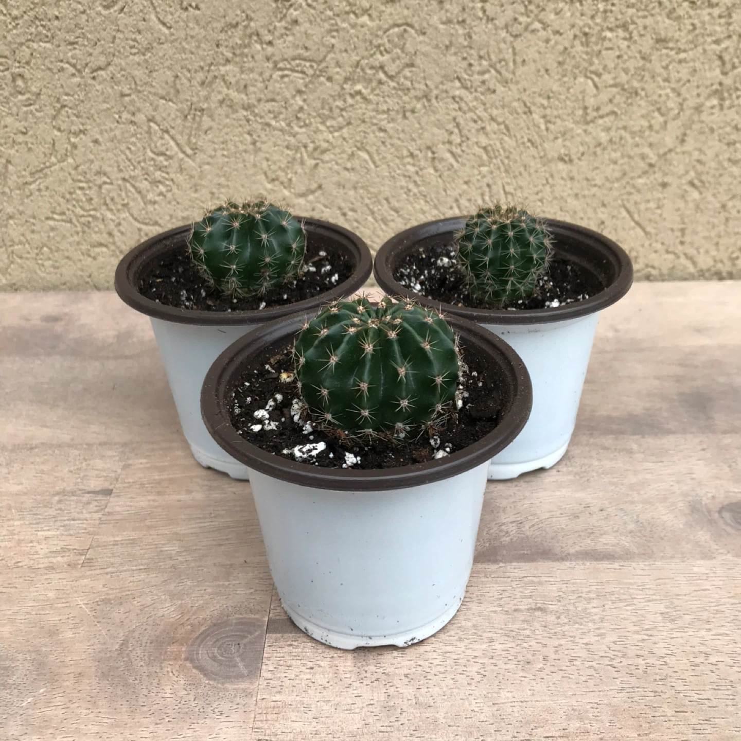 Domino cactus plants - photo 2