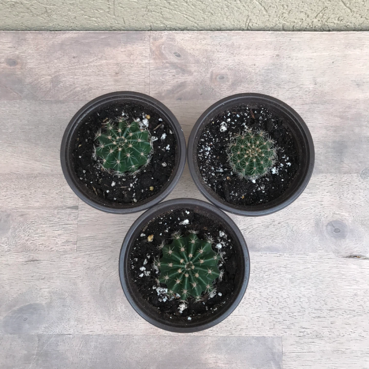Domino cactus plants - photo 3