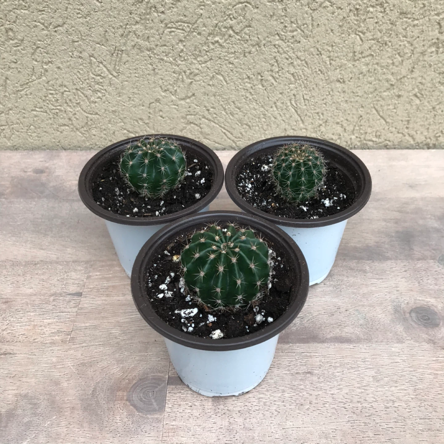 Domino cactus plants