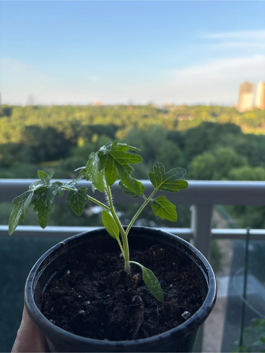 Tomato Plant Seedling