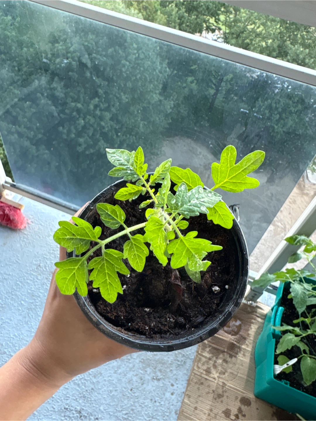 Tomato Plant Seedling - photo 2