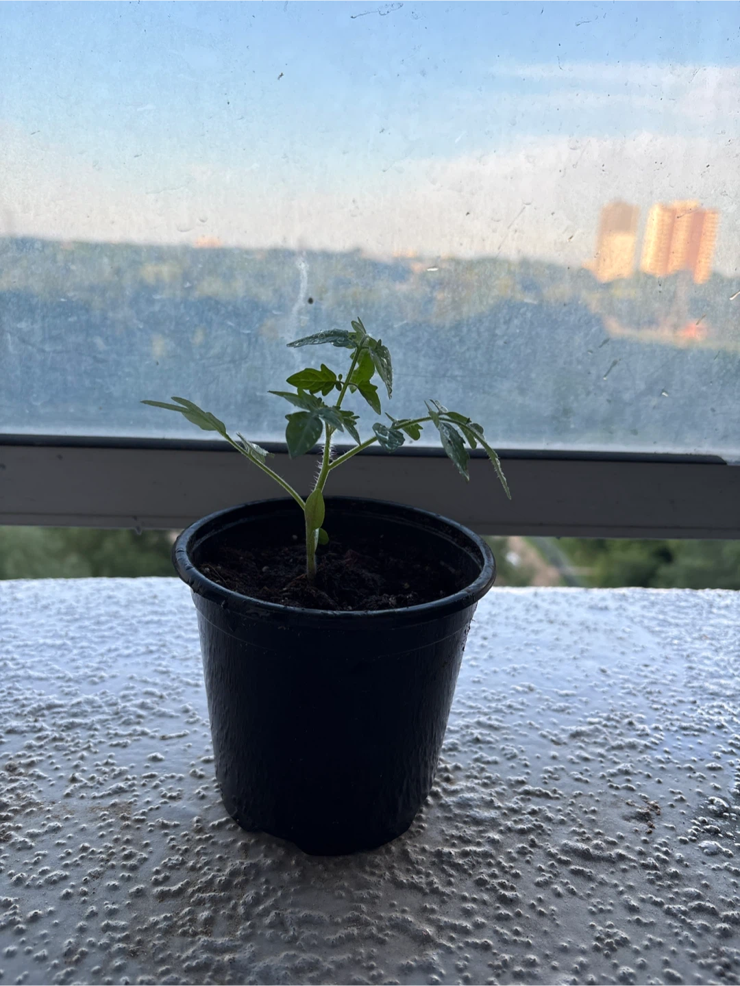 Tomato Plant Seedling - photo 3