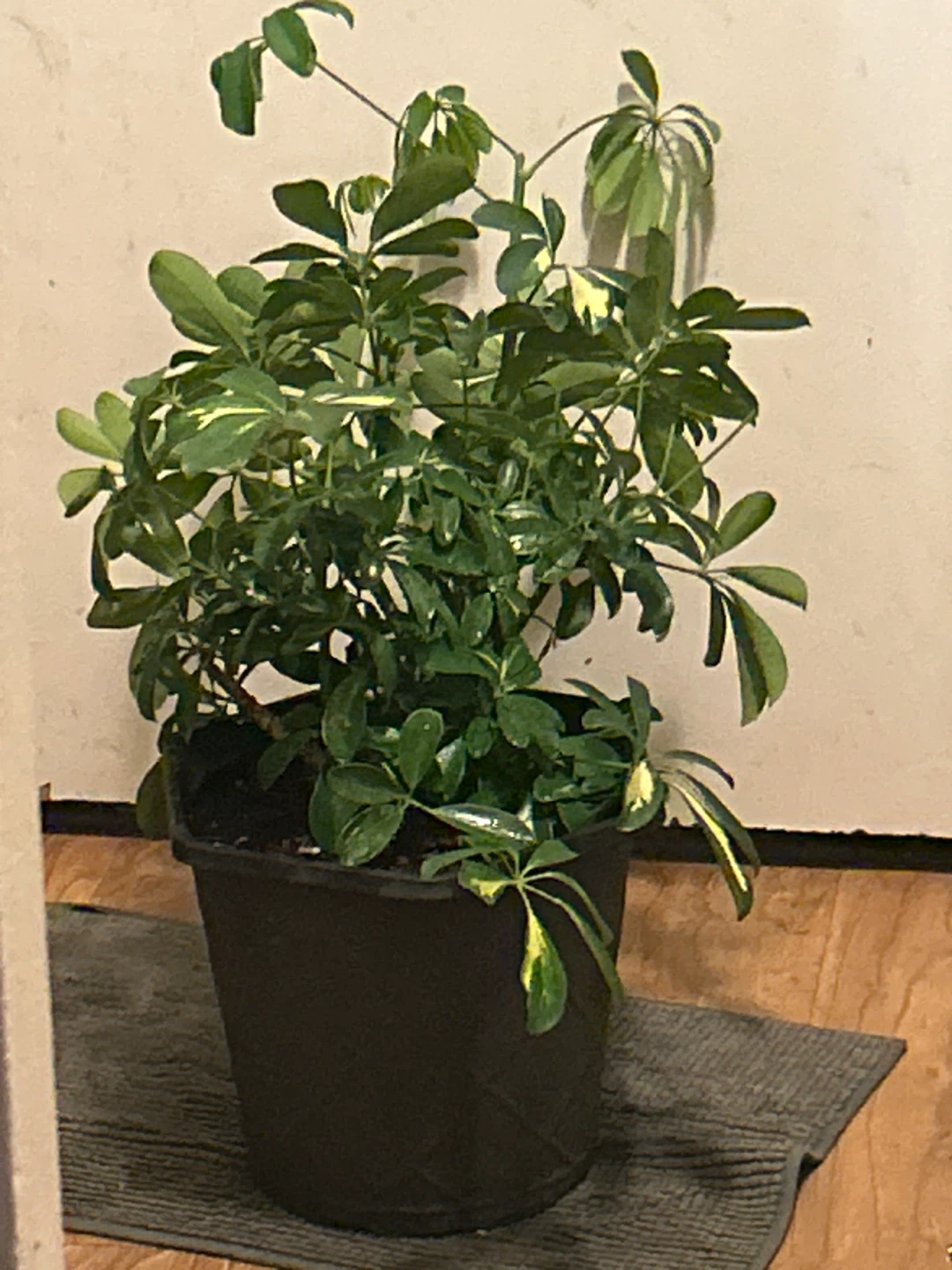 Variegated Schefflera Plant