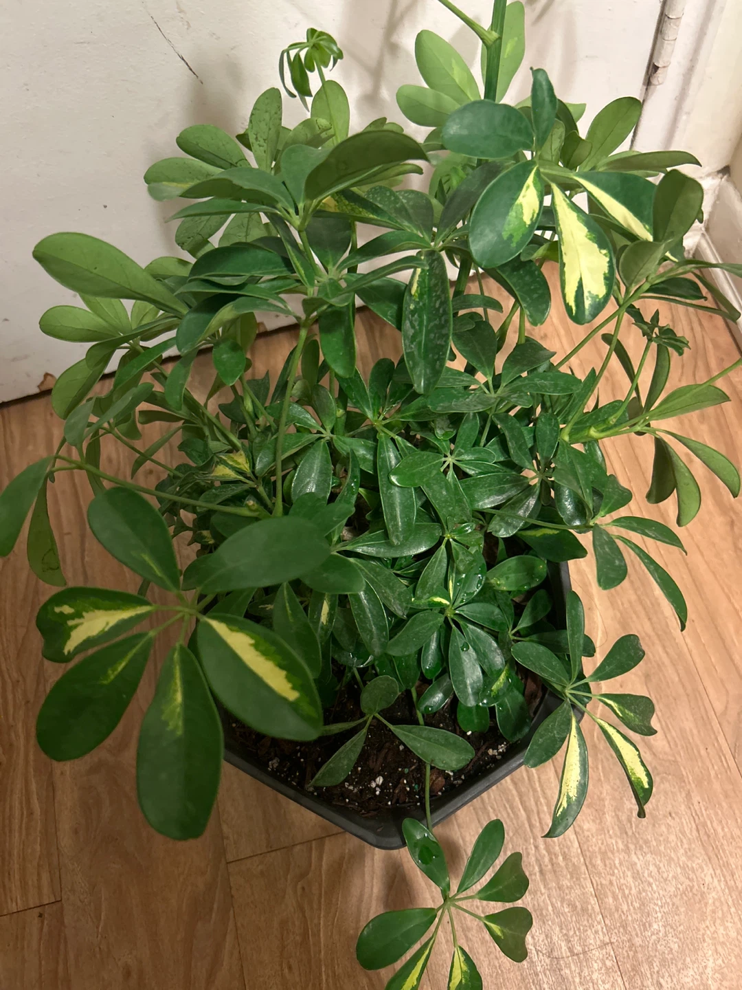 Variegated Schefflera Plant - photo 2