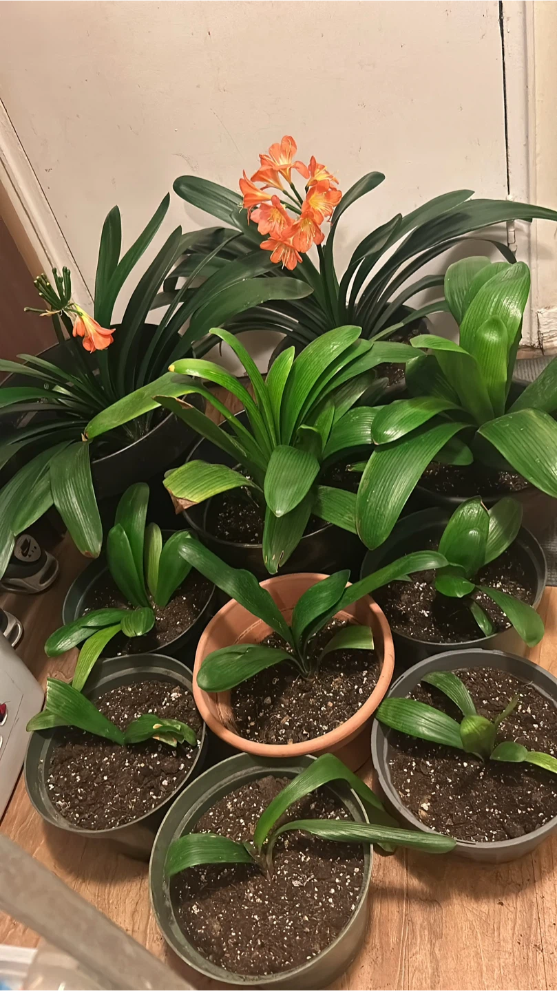 Clivia Plants with Orange Blooms $10 for small
