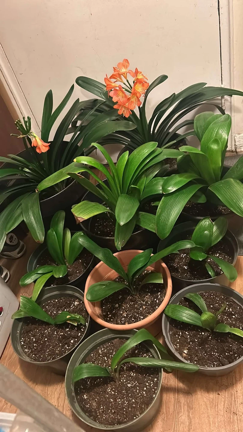 Clivia Plants with Orange Blooms $10 for small - photo 2