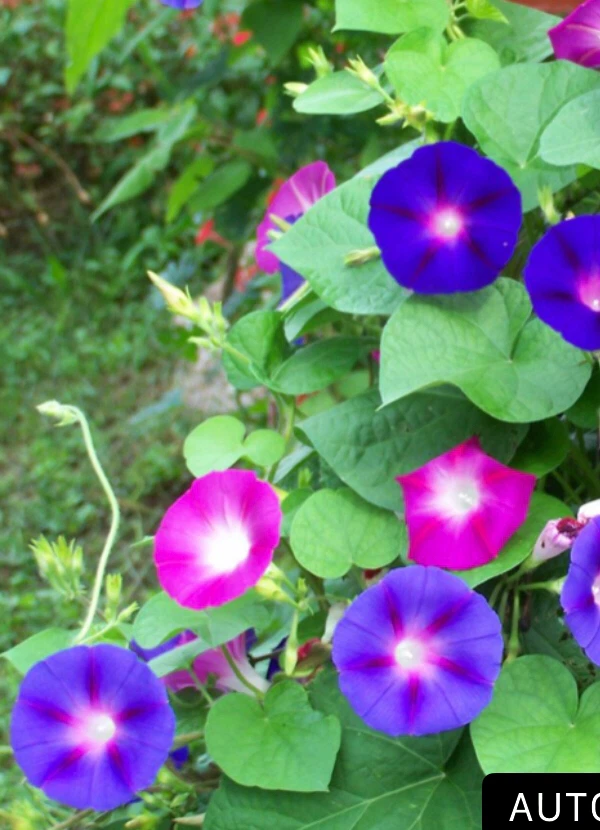 Morning multi coloured flowers