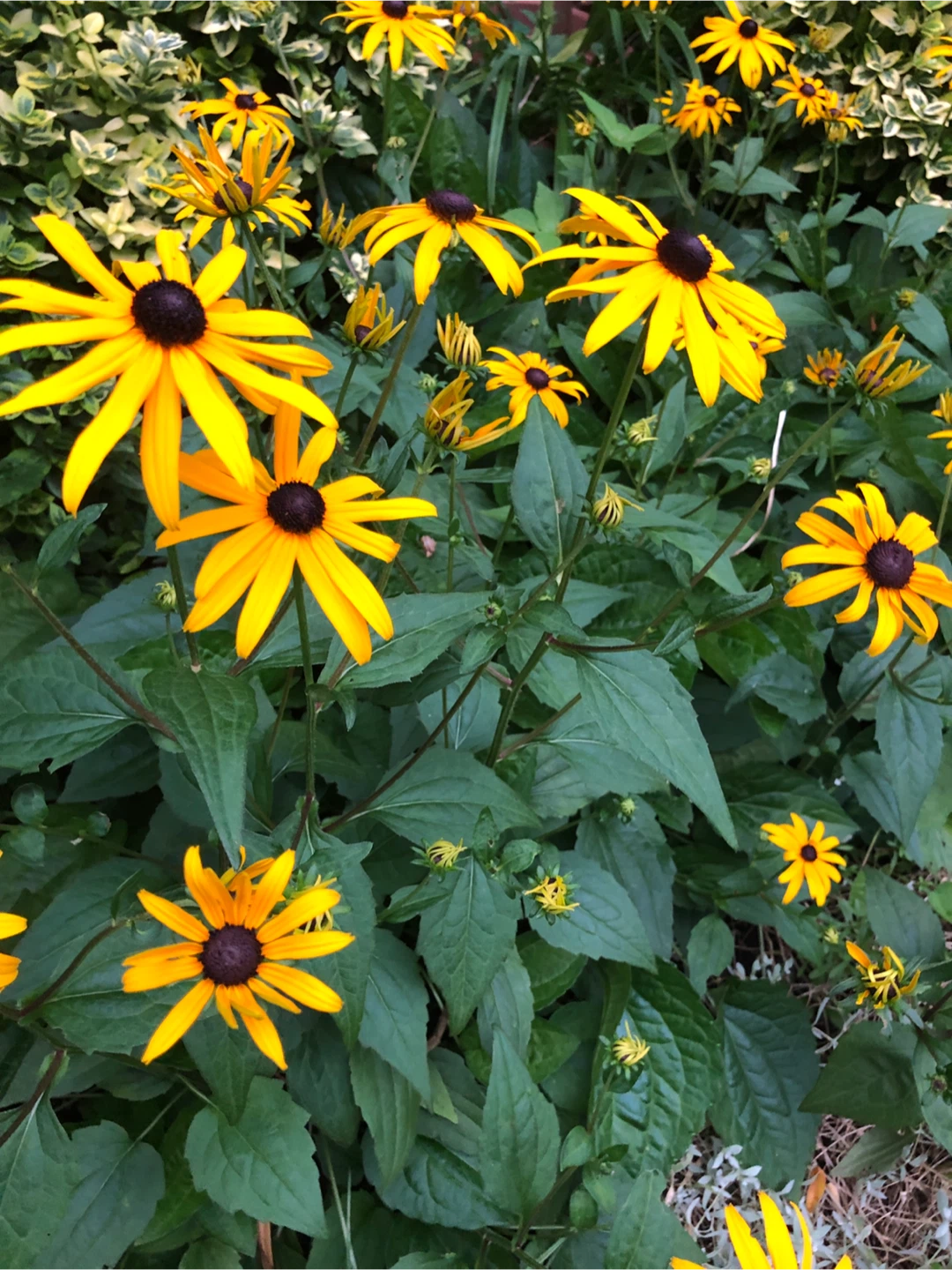 Yellow Perennials plants $3 now