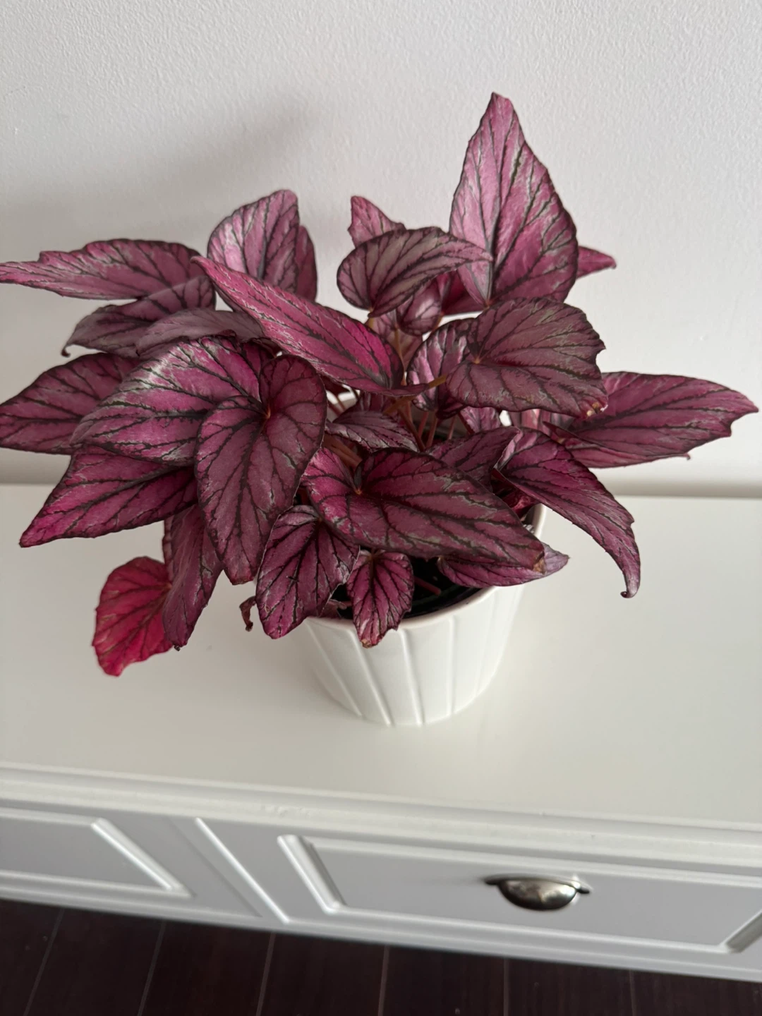 Begonia Plant
