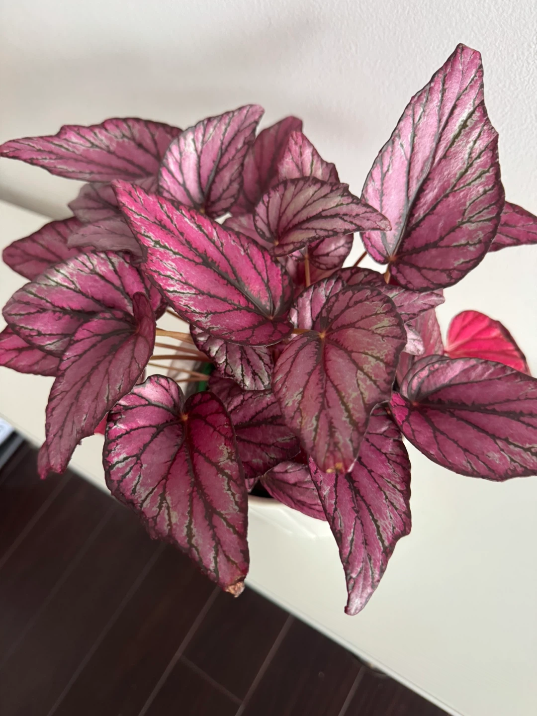 Begonia Plant - photo 2