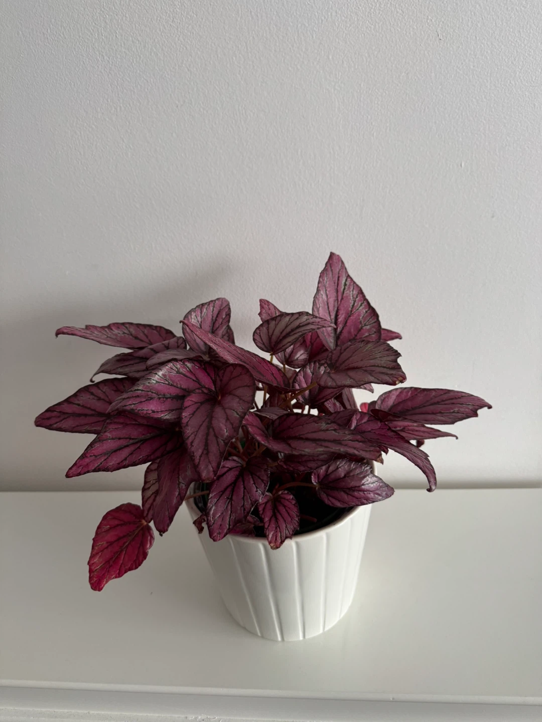 Begonia Plant - photo 3