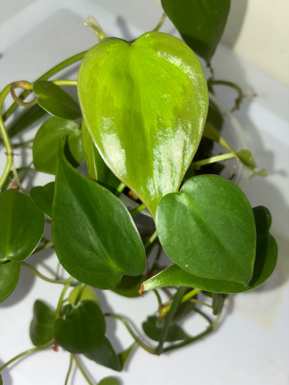 Heartleaf Philodendron Plant