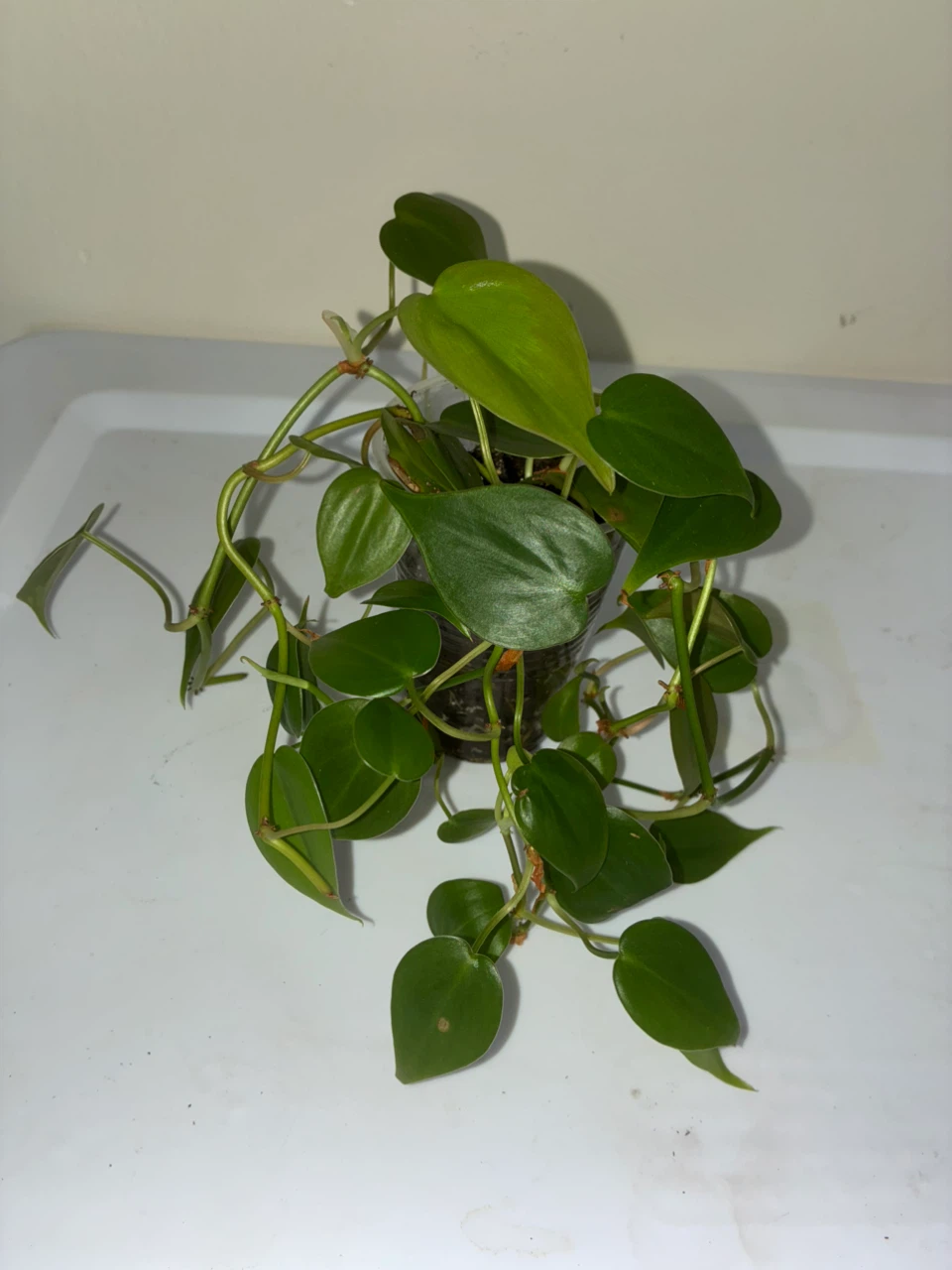 Heartleaf Philodendron Plant - photo 2