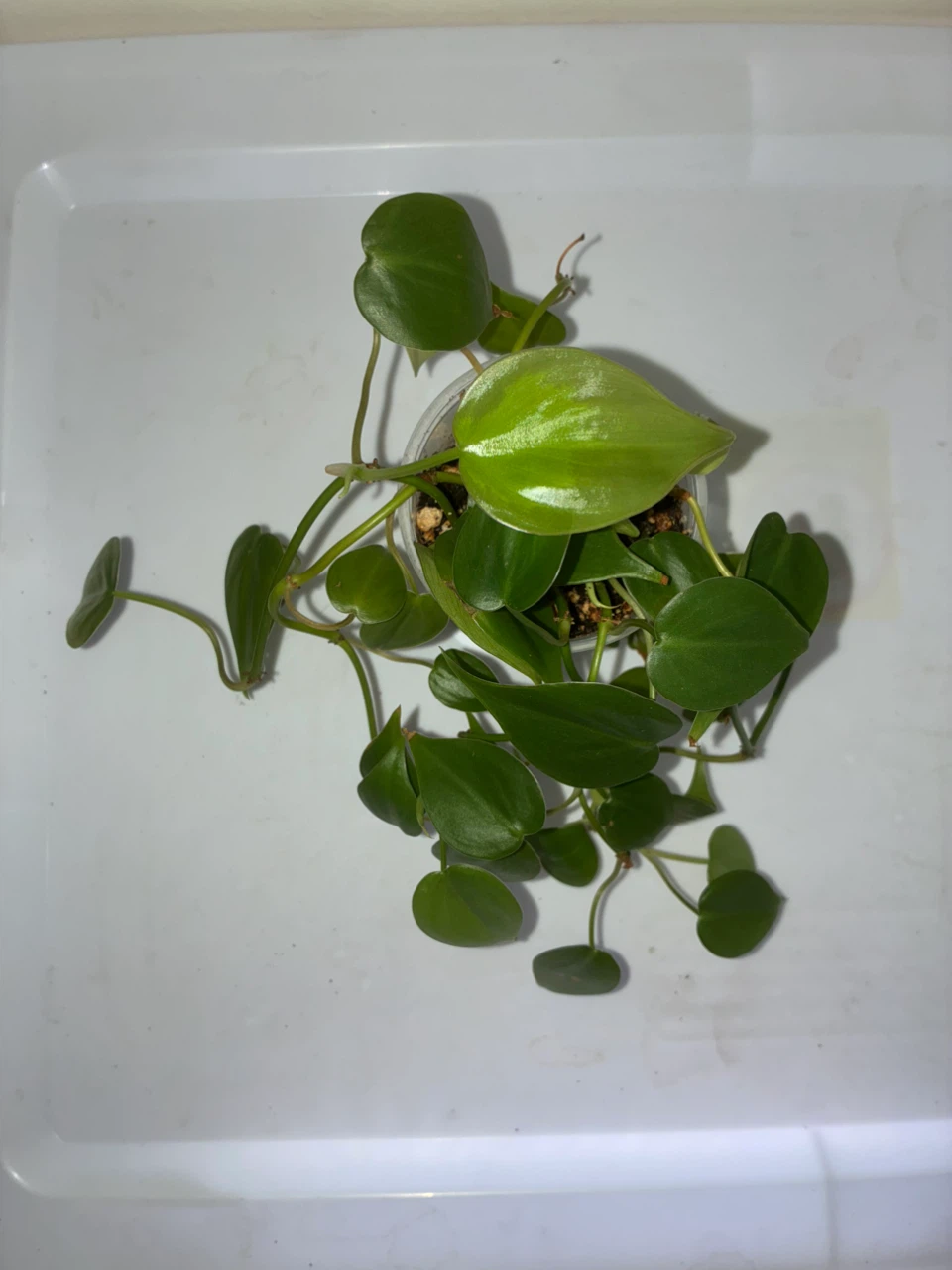 Heartleaf Philodendron Plant - photo 3