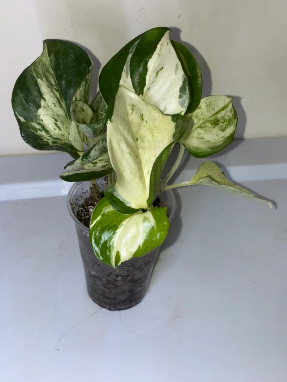 Manjula Pothos Plant