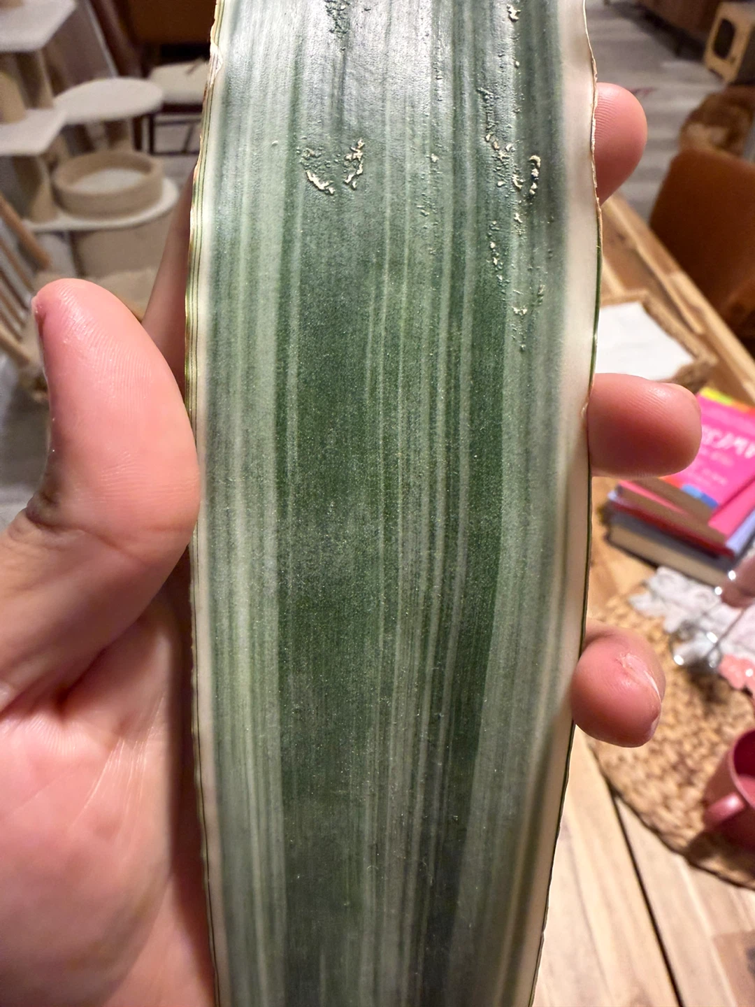 'Sayuri' Snake Plant Leaf Cutting with glass vase