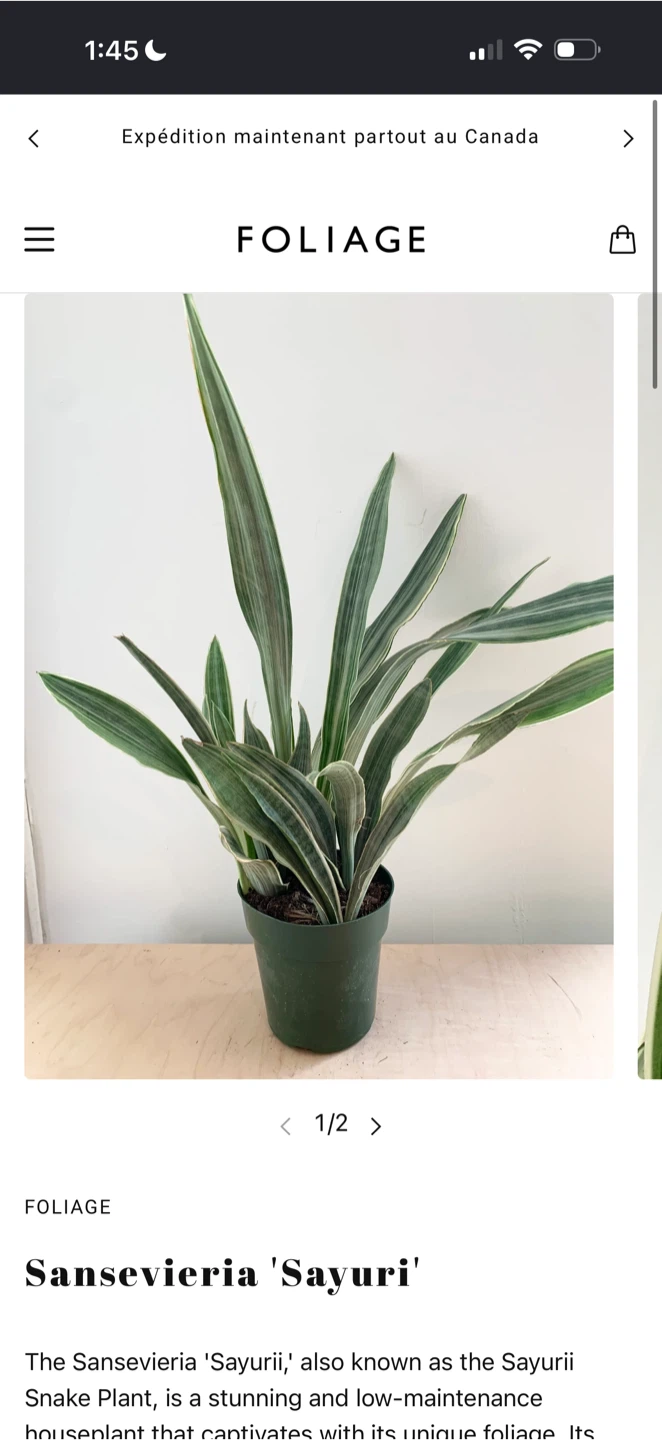 'Sayuri' Snake Plant Leaf Cutting with glass vase - photo 4