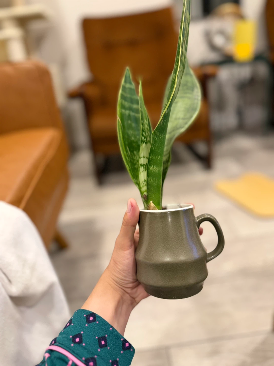 Snake Plant in Ceramic Pot