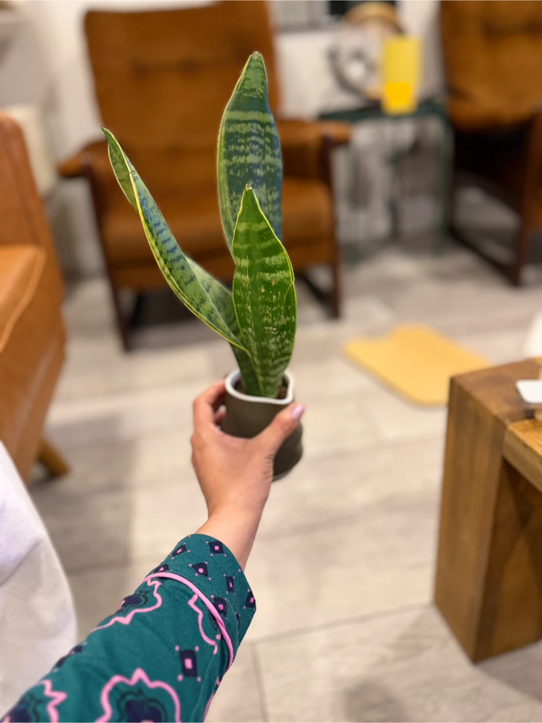 Snake Plant in Ceramic Pot - photo 2