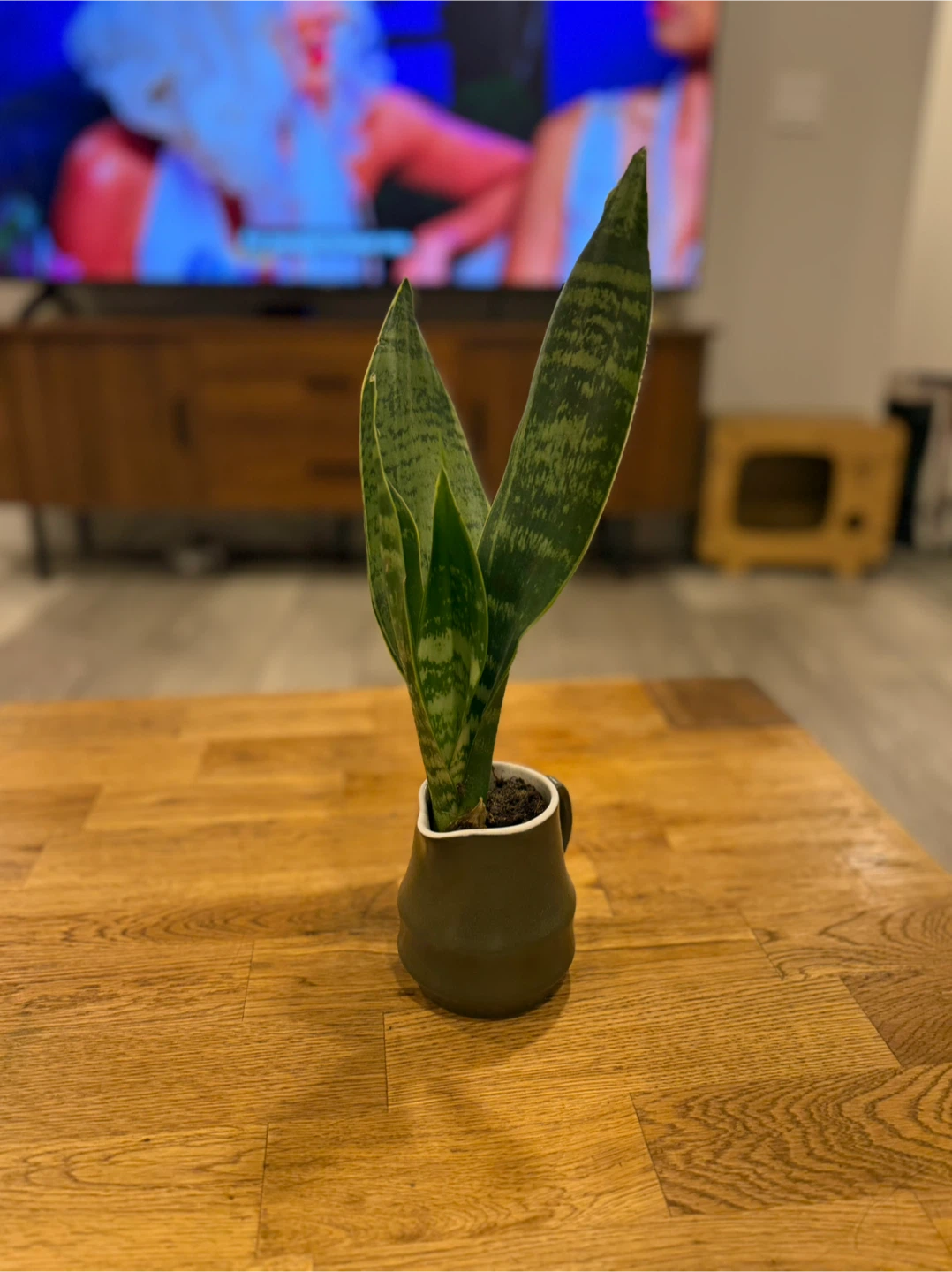 Snake Plant in Ceramic Pot - photo 3