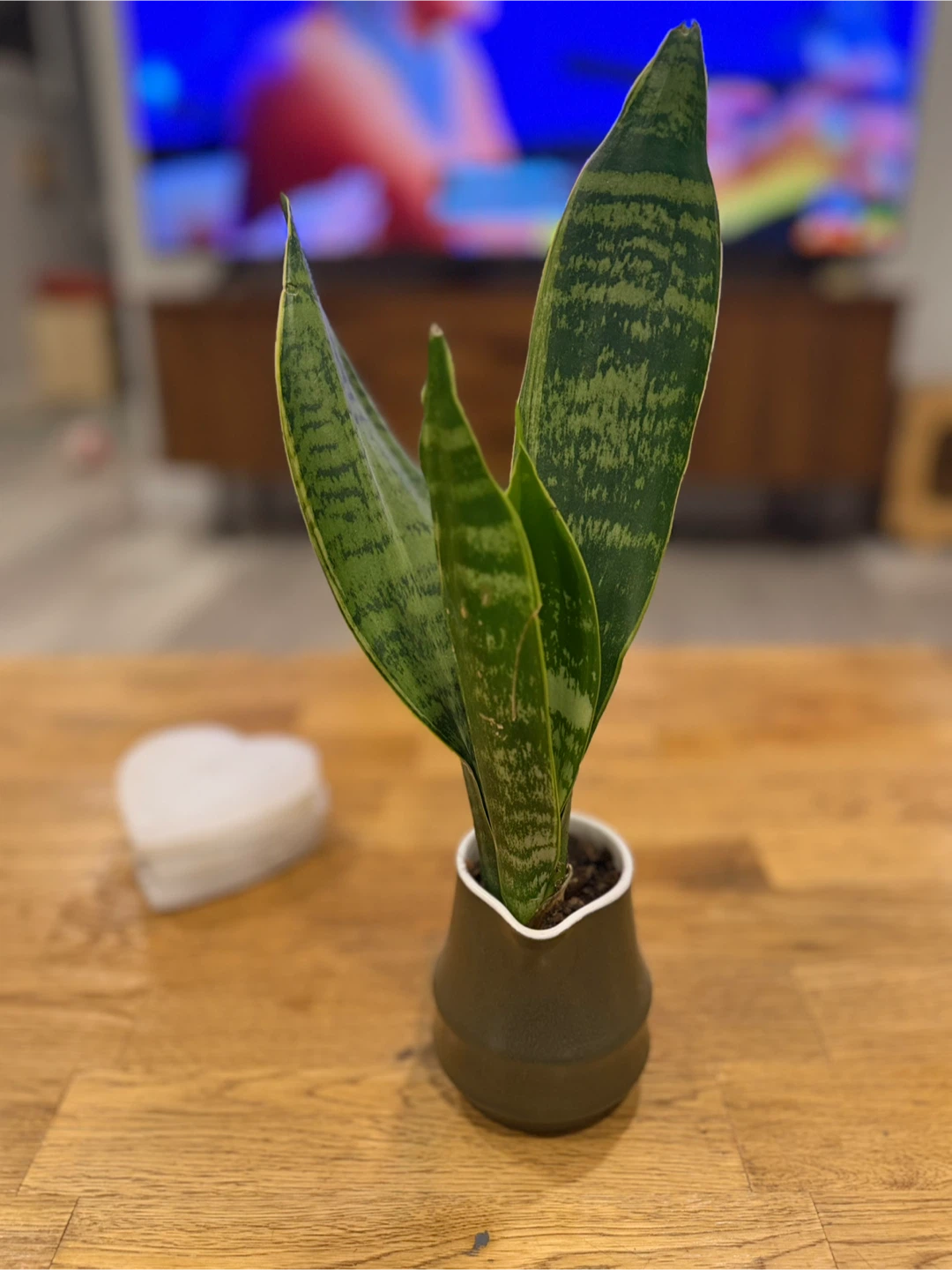 Snake Plant in Ceramic Pot - photo 4