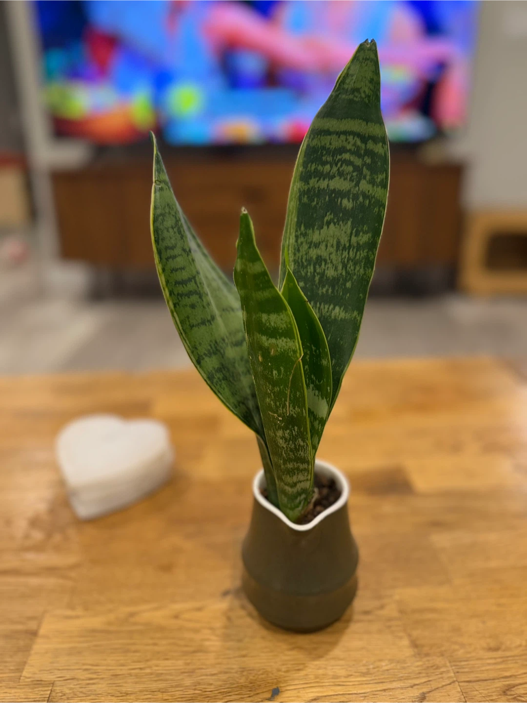 Snake Plant in Ceramic Pot - photo 5