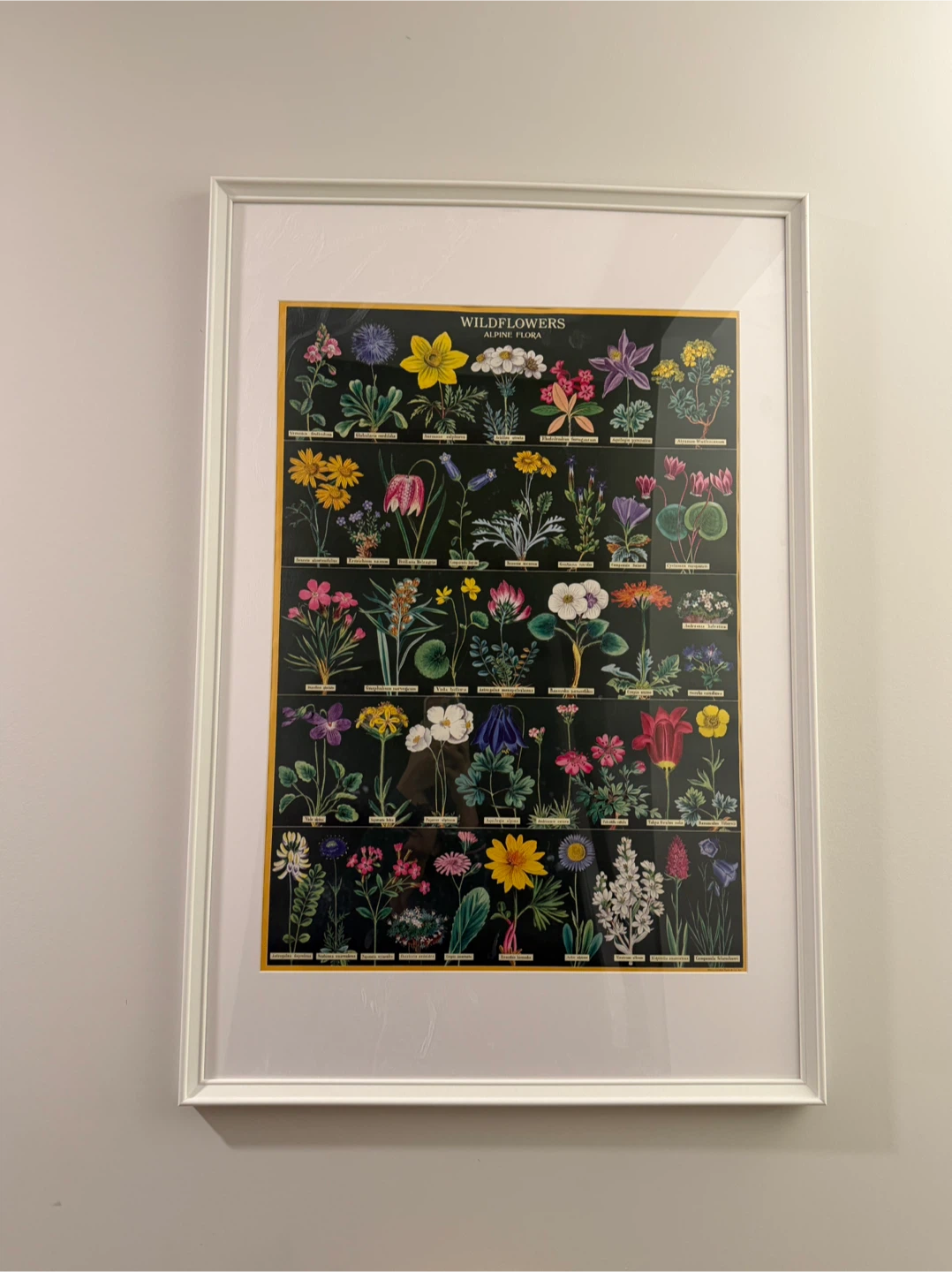 Framed Wildflowers Alpine Flora Print