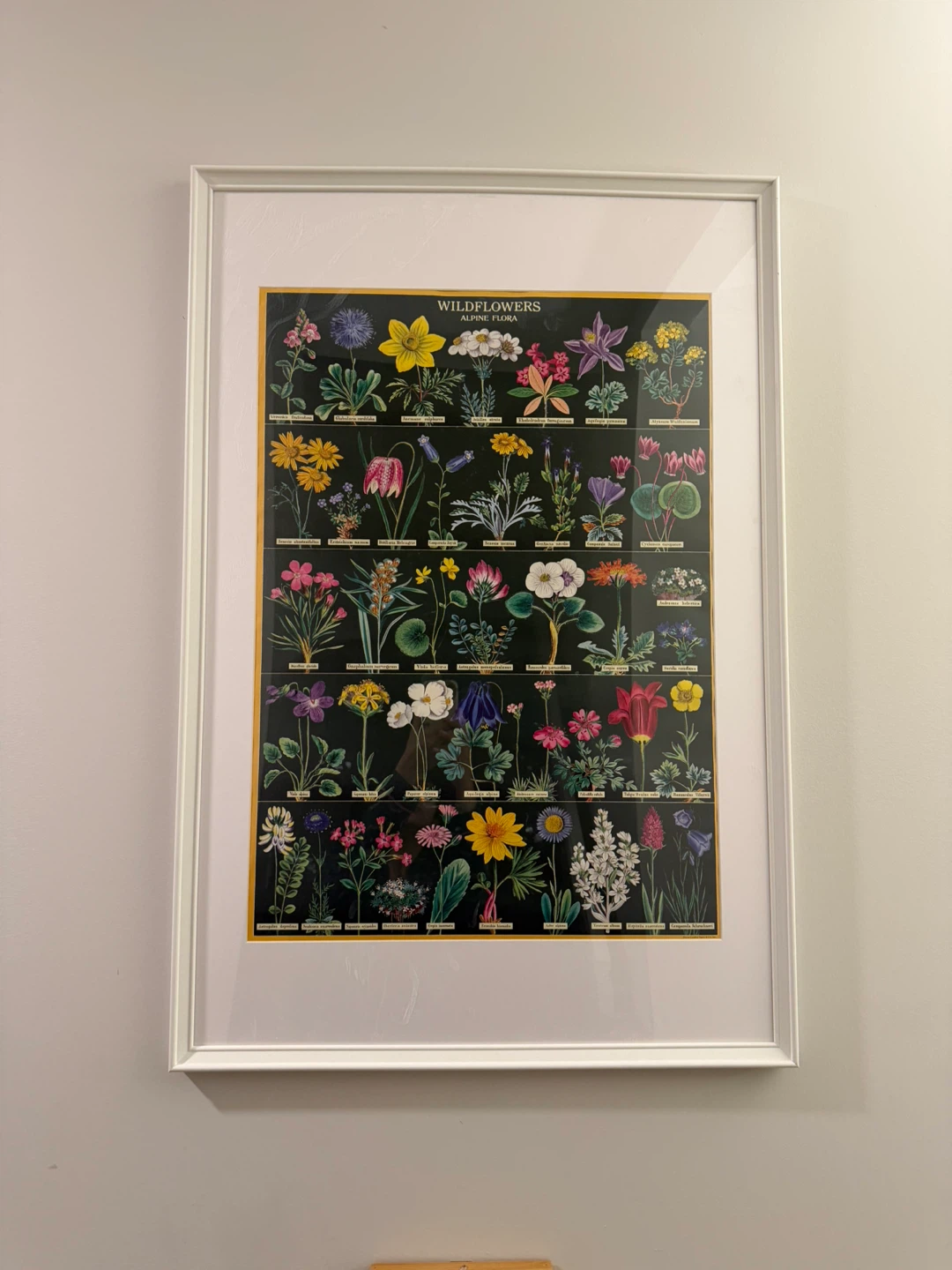 Framed Wildflowers Alpine Flora Print - photo 2