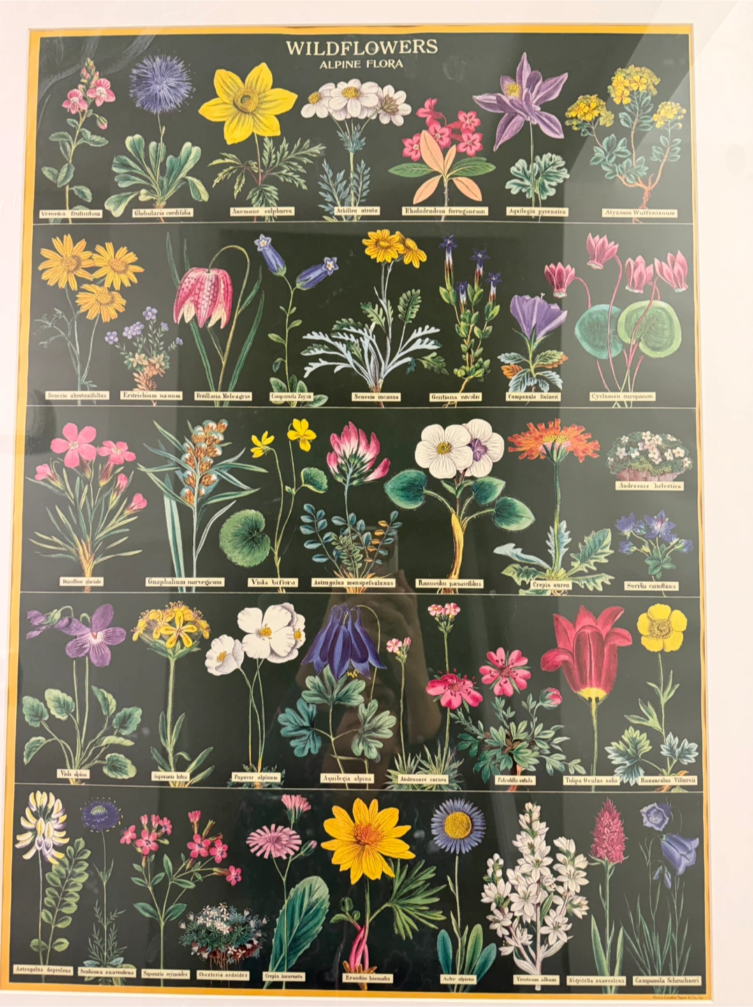 Framed Wildflowers Alpine Flora Print - photo 3